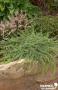 JUNIPERUS communis 'Green Carpet' FF C2L-RC