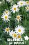 ANTHEMIS frutescens C3L