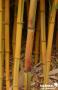 PHYLLOSTACHYS aureosulcata 'Spectabilis' 3/4BR C5L