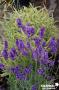 LAVANDULA angustifolia Heavenly Blue FF C2L-RC