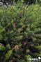 GREVILLEA JUNIPERINA TFE-C4L