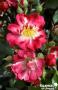 ROSIER BABY BLOOMER © C2L-DECO