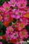 ROSIER 'Jacifeve' Coral Pin's® C2L-RC