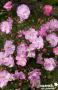 ROSIER 'Interlav' Lavender Dream® C2L-RC