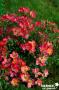 ROSIER 'Jacrappy' Happy Pin's® C2L-RC