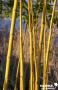 PHYLLOSTACHYS AUREA AUREOCAULIS 3/5BR-150/175-C10L