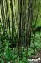 PHYLLOSTACHYS nigra 4/6P 100/150 C10L