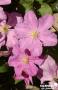 CLEMATIS 'Comtesse De Bouchaud' FF 3TUT C2L