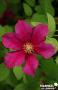 CLEMATIS 'Ernest Markham' FF 3TUT C2L