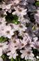 CLEMATIS 'Jean Paul II' FF 3TUT C2L
