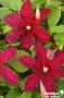 CLEMATIS 'Niobe' FF 3TUT C2L