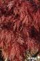ACER palmatum dissectum 'Inaba-Shidare' C3L
