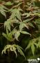 ACER palmatum 'Butterfly' C3L