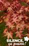 ACER palmatum C15L