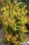BERBERIS THUNBERGII ORANGE TORCH C2L