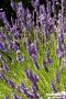 LAVANDULA intermedia 'Grosso' FF C4.5L