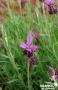LAVANDULA stoechas Fattet FF C2L-RC