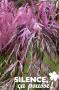 ACER palmatum 'Hana Matoi' COV C4.5L