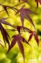ACER palmatum 'Enkan' C4.5L