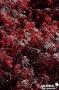 ACER palmatum dissectum 'Firecracker' COV C4.5L