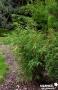 FARGESIA rufa SOL C25L