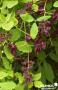 AKEBIA quinata 3TUT 80/100 C4.5L