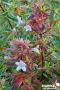 ABELIA SPARKLING SILVER C2L-DECO