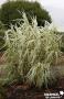 ARUNDO donax 'Variegata' C4.5L