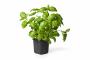 Basilic Grd Vert Bio-Ff-Hve-C1L