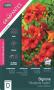 CAMPSIS tagliabuana 'Madame Galen' 40/60 C1.3L