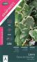 HEDERA algeriensis 'Gloire de Marengo' GPT 40/60 C1.3L LES GRIMPANTES