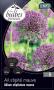ALLIUM stipitatum mauve C1L LES BULBES VIVACES