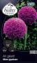 ALLIUM giganteum violet C1L LES BULBES VIVACES