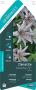 CLEMATIS 'Boulevard'® PALIS 90/120 C3L