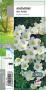 ANEMONE sylvestris blanc G8 JARDIN
