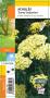 ACHILLEA 'Saucy Seduction' jaune G8