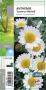 ANTHEMIS 'Susanna Mitchell' blanc G8