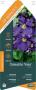 CLEMATIS 'Viola' GPT-PALIS 90/120 C3L LES GRIMPANTES
