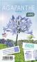 AGAPANTHUS 'Sophie' blanc/bleu C2L-RC