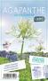 AGAPANTHUS 'Vallee Blanche' blanc C2L-RC