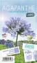 AGAPANTHUS 'Vallee de la Belle' bleu C2L-RC