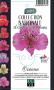 ALSTROEMERIA Pitchounes® 'Oceane' rose C2L