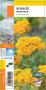 ACHILLEA tomentosa jaune G8