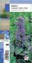 AJUGA reptans 'Catlin's Giant' bleu G8 JARDIN&POT