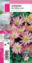 ANEMONE blanda rose G8 JARDIN&ROCAILLE