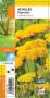 ACHILLEA filipendulina jaune G8