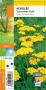 ACHILLEA 'Coronation Gold' jaune G8
