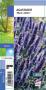 AGASTACHE 'Black Adder' violet G8