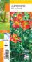 ALSTROEMERIA aurea orange G8