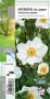 ANEMONE hupehensis 'Honorine Jobert' blanc G8 JARDIN